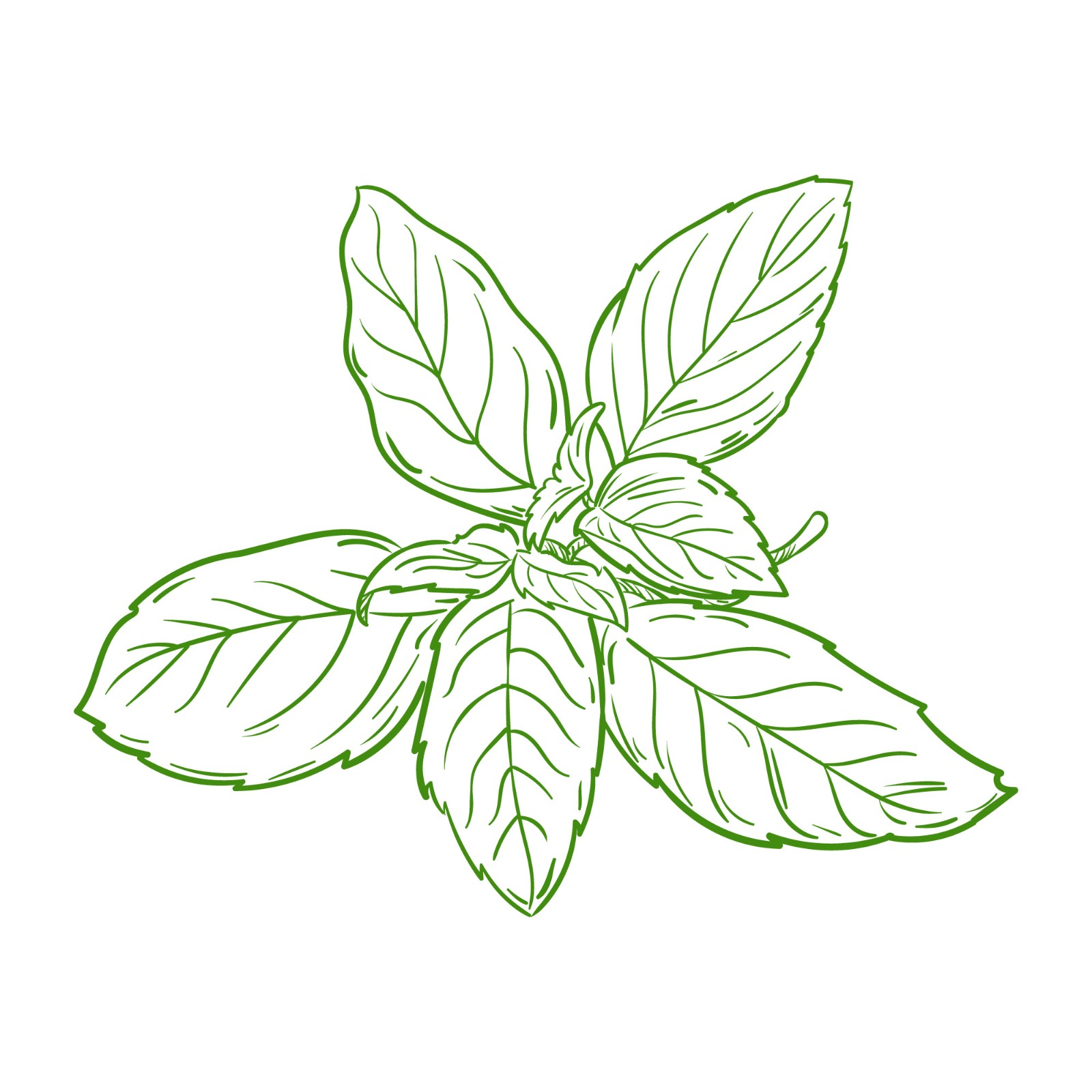 stevia hand draw.jpg