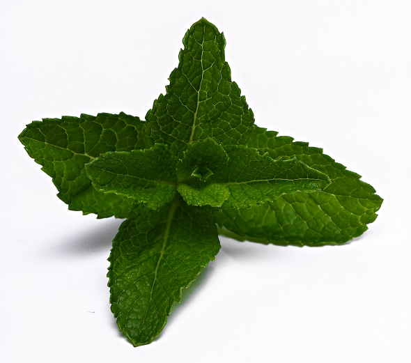 stevia image.jpg