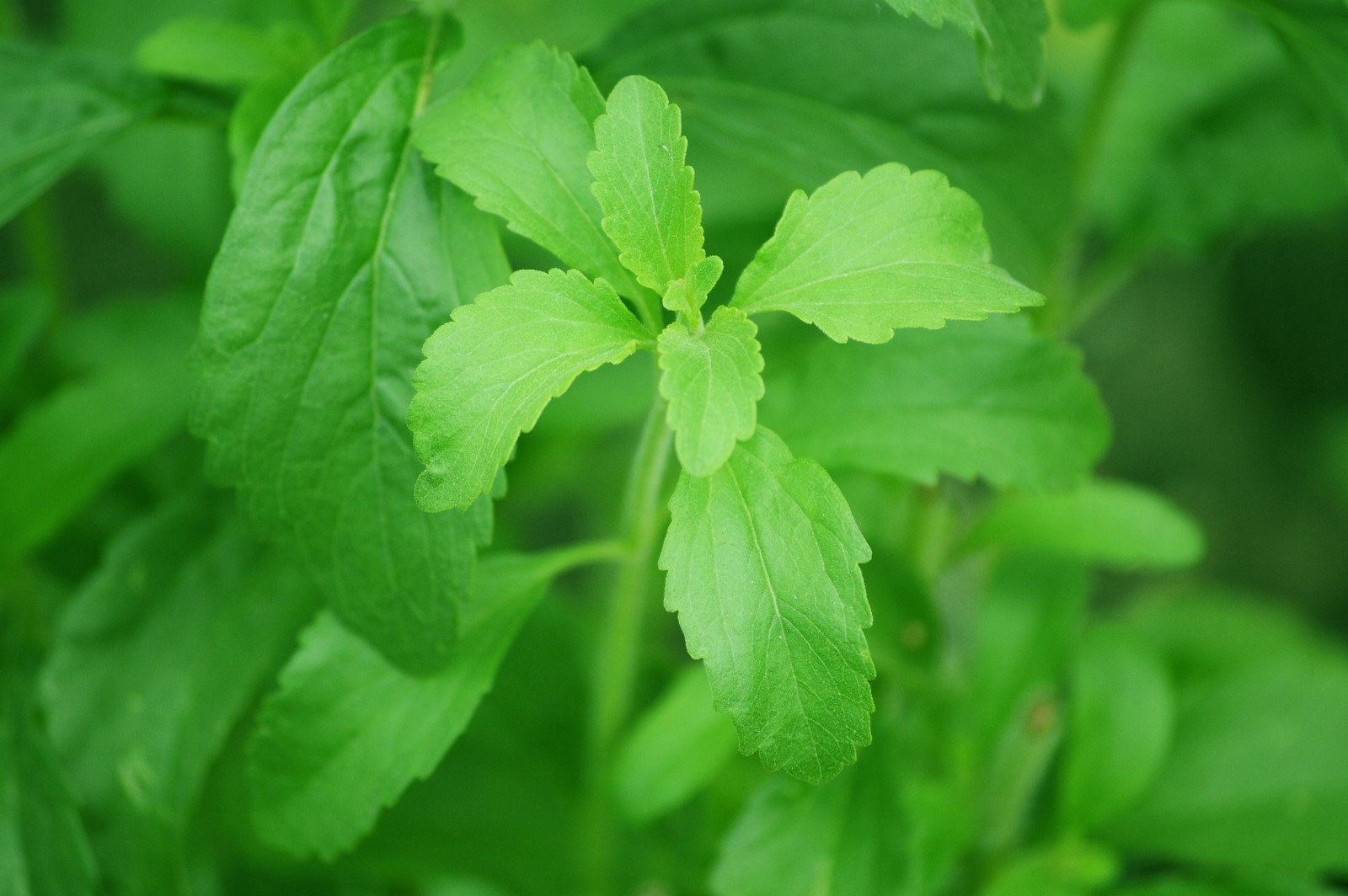 stevia-74187_1920.jpg