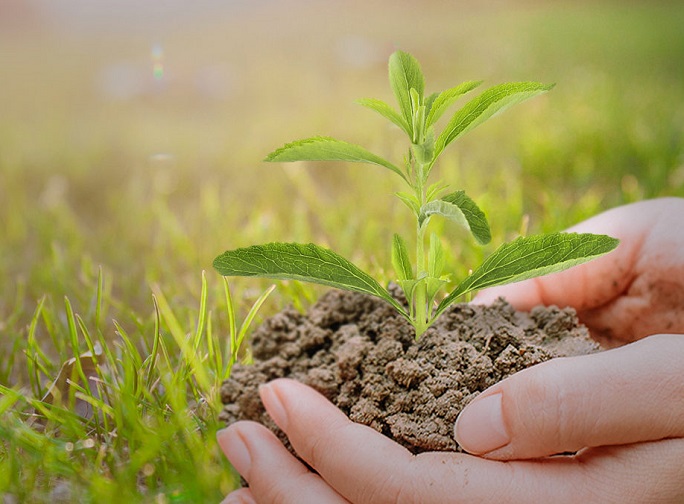 self-cultivation stevia.jpg